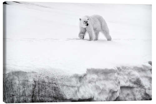 Canvastavla Polar bear female on the crest of a glacier