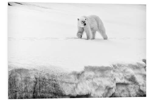 Foam board print Polar bear female on the crest of a glacier