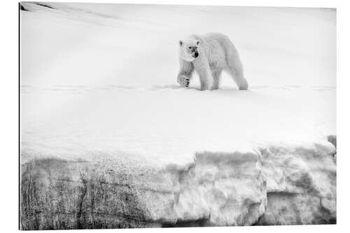 Quadro em plexi-alumínio Urso polar fêmea na crista de uma geleira