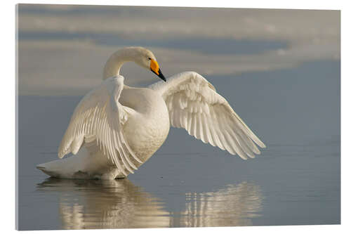 Acrylic print Whooper swan with outspread wings