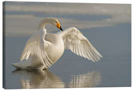 Canvas print Whooper swan with outspread wings