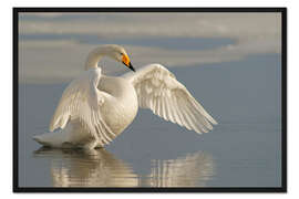 Gerahmter Kunstdruck Singschwan mit ausgebreiteten Flügeln