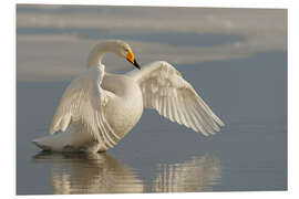 Foam board print Whooper swan with outspread wings