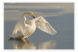 Poster Whooper swan with outspread wings