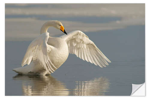 Naklejka na ścianę Whooper swan with outspread wings