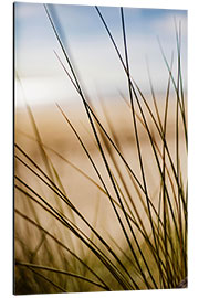 Alubild Gräser in den Dünen am Strand