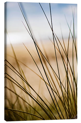 Quadro em tela Gramíneas nas dunas da praia