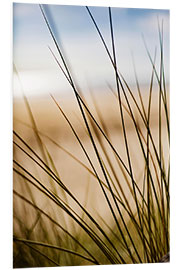 Foam board print Grasses in the dunes on the beach