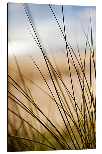 Gallery print Grasses in the dunes on the beach