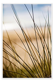 Poster Gräser in den Dünen am Strand