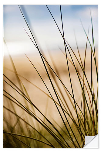 Naklejka na ścianę Grasses in the dunes on the beach