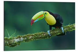 Tableau en aluminium Toucan de pêcheur sur une branche moussue