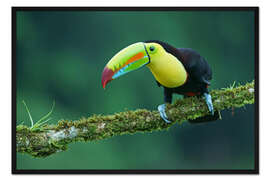 Gerahmter Kunstdruck Fischertukan auf bemoostem Ast