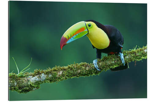 Galleriprint Fisher toucan on a mossy branch