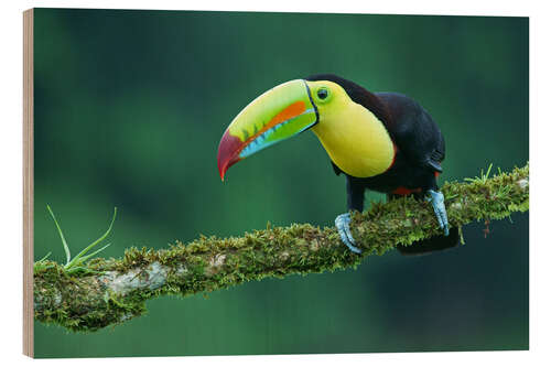 Puutaulu Fisher toucan on a mossy branch