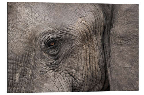 Alumiinitaulu African Elephant, Eye