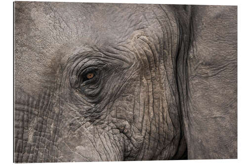 Gallery print African Elephant, Eye