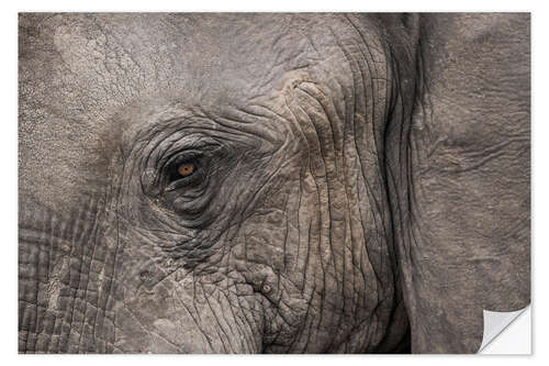 Selvklebende plakat African Elephant, Eye