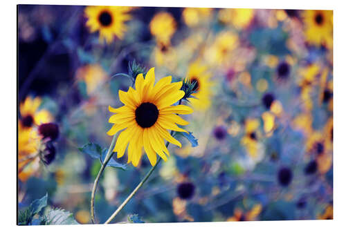 Aluminiumsbilde Sunflowers in the wind