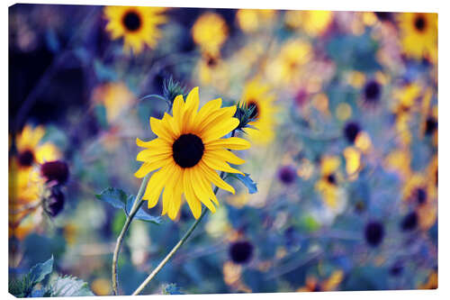 Canvas print Sunflowers in the wind