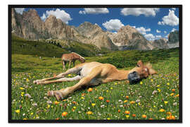 Gerahmter Kunstdruck Schlafendes Haflingerfohlen