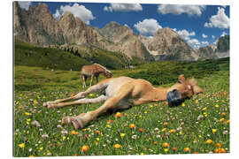 Galleritryk Sleeping Haflinger foal