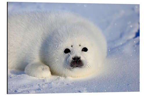 Aluminium print Harp seal