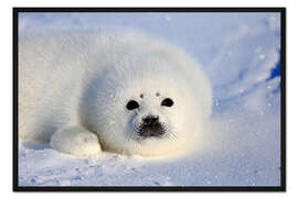 Gerahmter Kunstdruck Sattelrobbe