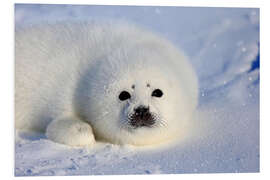 Foam board print Harp seal