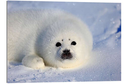 Galleriprint Harp seal