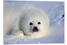 Gallery print Harp seal