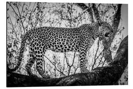 Aluminium print Leopard