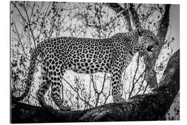 Gallery print Leopard