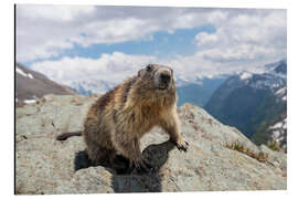 Aluminium print Marmot