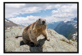 Gerahmter Kunstdruck Murmeltier