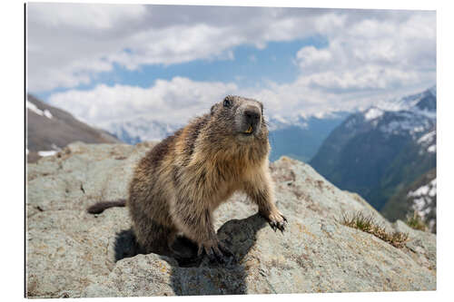 Galleriprint Marmot