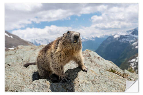 Naklejka na ścianę Marmot