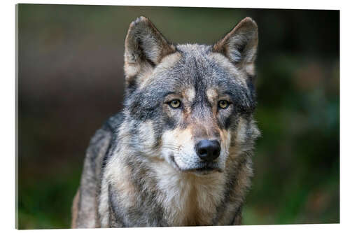 Acrylic print European wolf