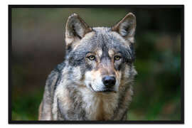 Gerahmter Kunstdruck Europäischer Wolf