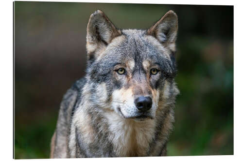 Galleritryk European wolf