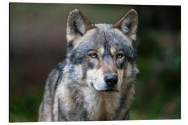 Magnettafel Europäischer Wolf