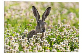 Aluminium print Brown hare