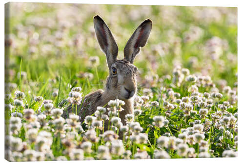 Lærredsbillede Brown hare