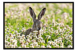 Gerahmter Kunstdruck Feldhase