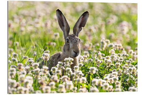 Gallery print Brown hare