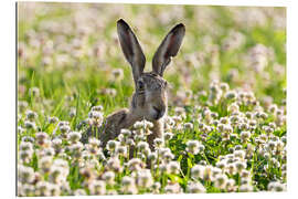 Gallery print Brown hare