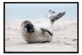 Gerahmter Kunstdruck Kegelrobbe