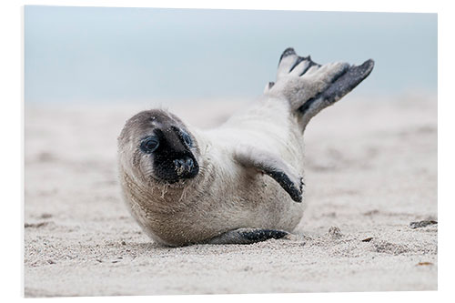 Foam board print Gray seal