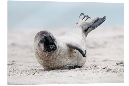 Gallery print Gray seal