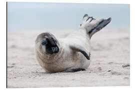 Magnettafel Kegelrobbe